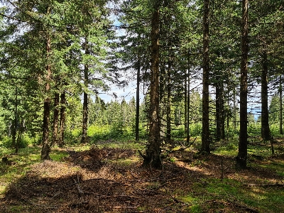 Foto Alami tanaman larch
 pemandangan alam
