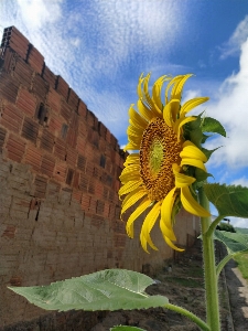 Flower cloud sky plant Photo