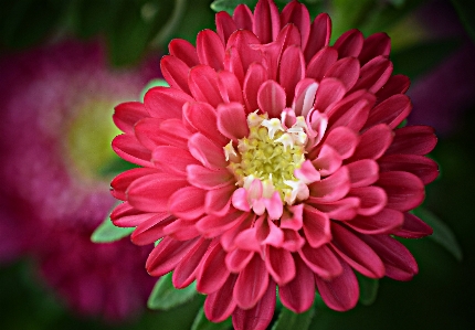 Foto Flor rosa folha pétala