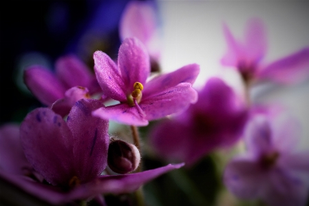 Violets flower pink purple Photo