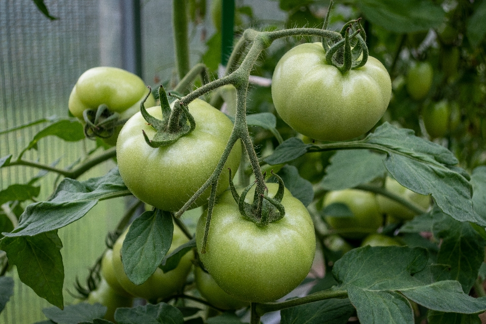 Pomodori
 verdure giardino foglie