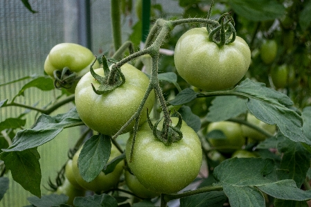 Tomatoes vegetables garden leaves Photo