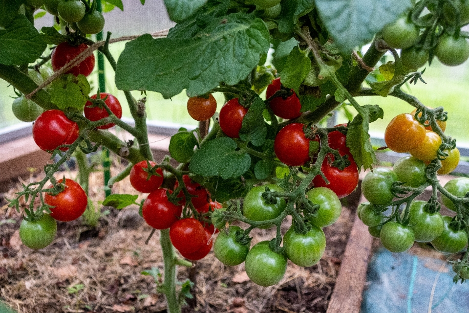 Tomaten
 gemüse garten blätter