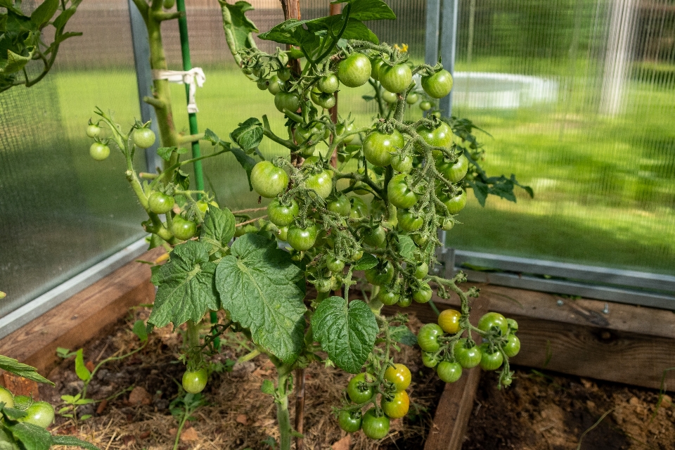 Pomodori
 verdure giardino foglie