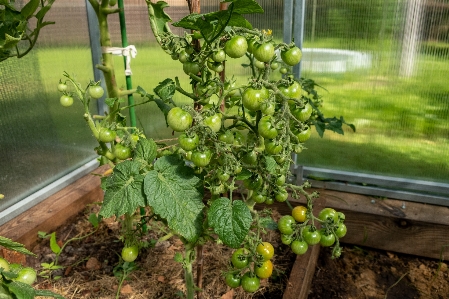 Tomatoes vegetables garden leaves Photo