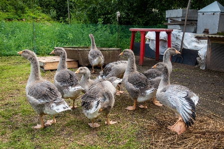 Geese poultry agriculture animals Photo