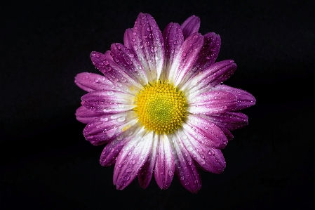 Flower pink spring petal Photo