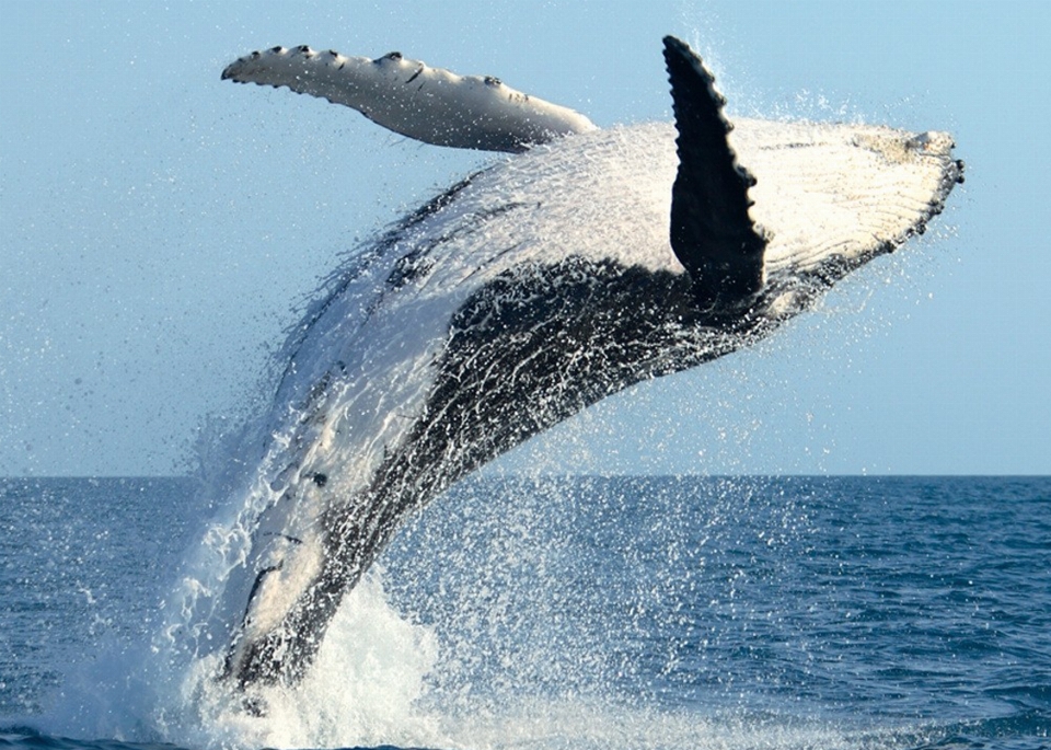 Baleia violação
 oceano vida oceânica
