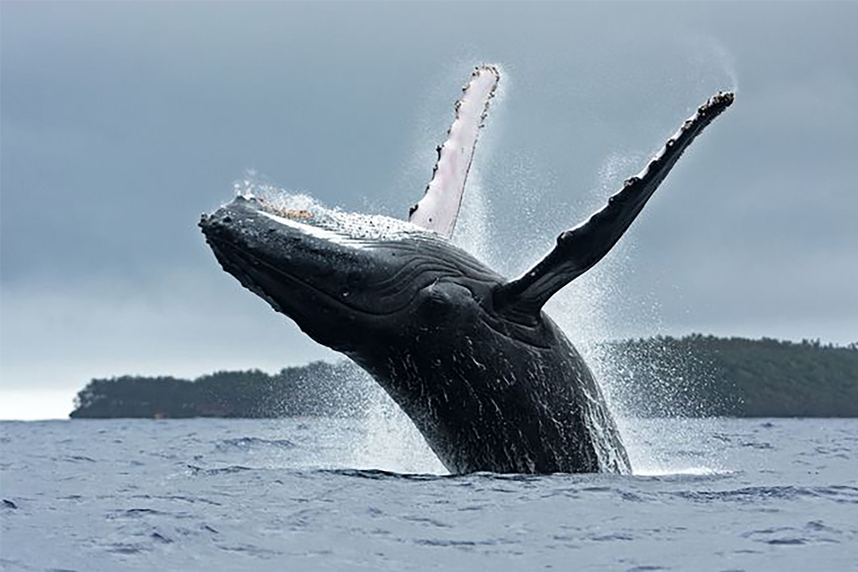 Whale ocean jumping water