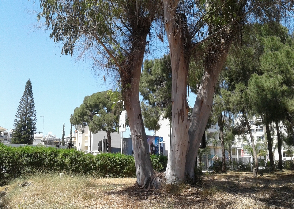 Planta dentro de caminar
 verdor verde