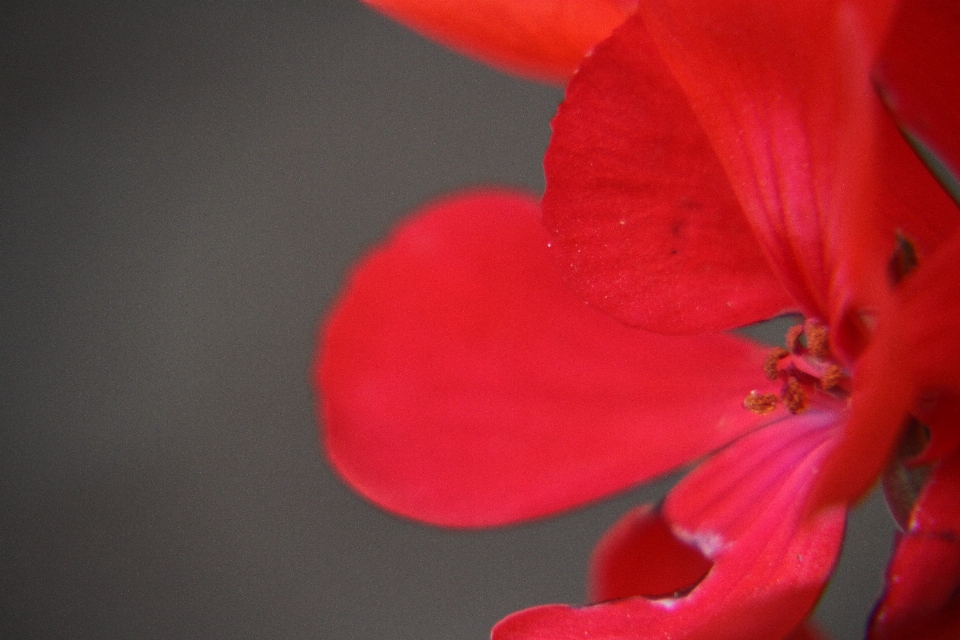 薔薇 花 植物 花弁