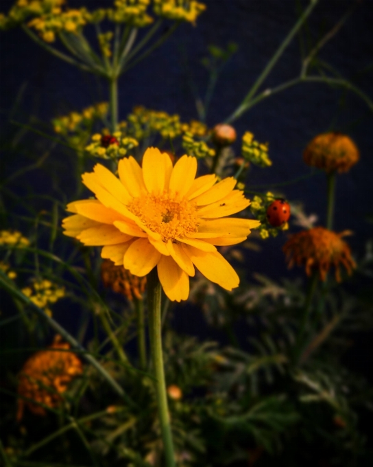 花 植物 フラワーズ 咲く