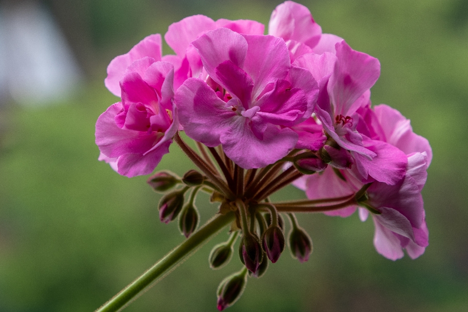 Flowers petals nature colorful