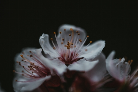 Flower plant petal twig Photo