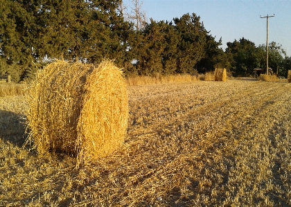 Field cereals trees sky Photo