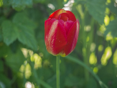 画像 花 植物 葉 写真