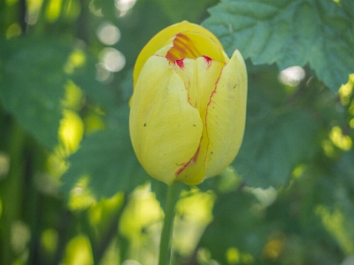 Images flower plant leaf Photo