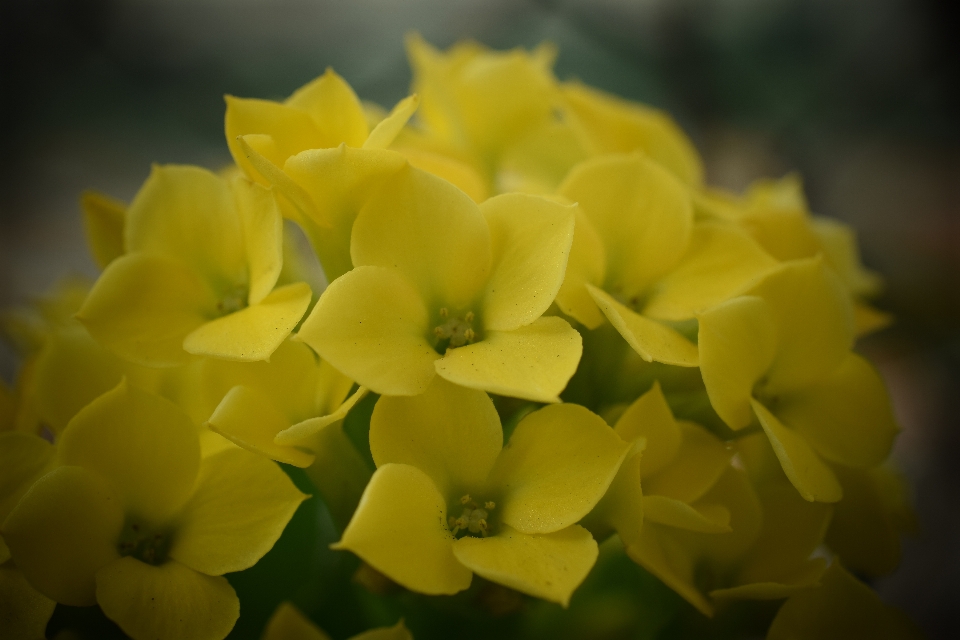 花 花弁 黄色 春