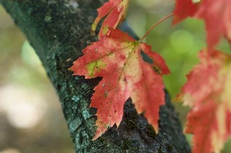 Plant leaf tree twig Photo