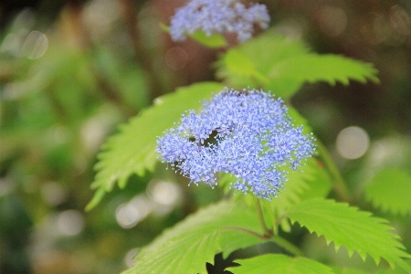 Foto Farine
 pianta fiore terrestre
