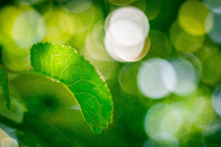 離れる 自然 緑 良い 写真