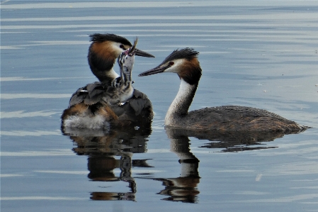 Grebe birds lake juvenile Photo