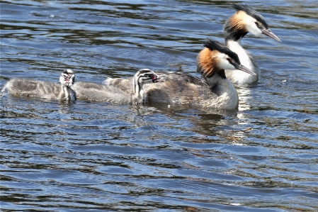 Grebe birds lake juvenile Photo