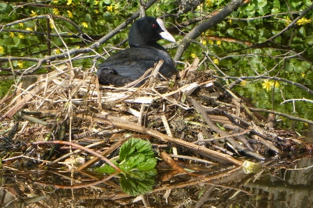 Coot chicks nest birds Photo