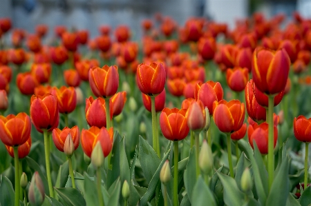 Blumen
 tulpen garten frühling Foto