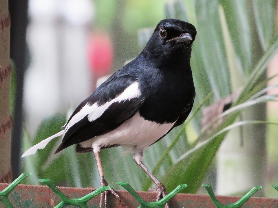 Vogel augen schnabel farbe