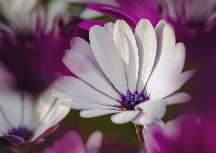 花 植物 紫 花弁 写真