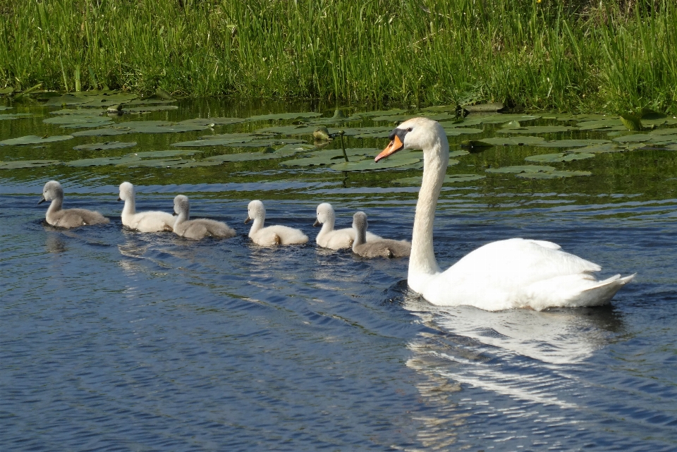 Swan with young bird waterfowl