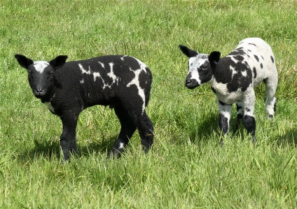 Lambs sheep cattle grass Photo