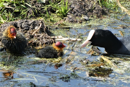 Coot chicks nest young Photo