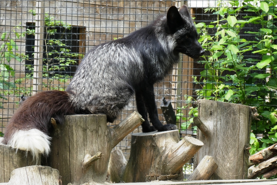 Zorro plateado
 zoo parque de animales
 félidos
