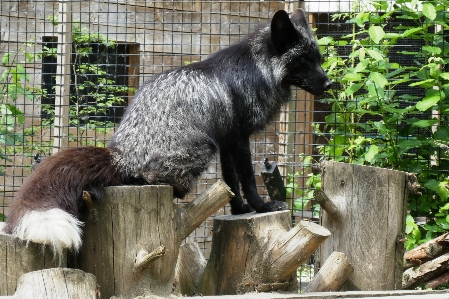 シルバーフォックス
 動物園 動物公園
 ネコ科
 写真