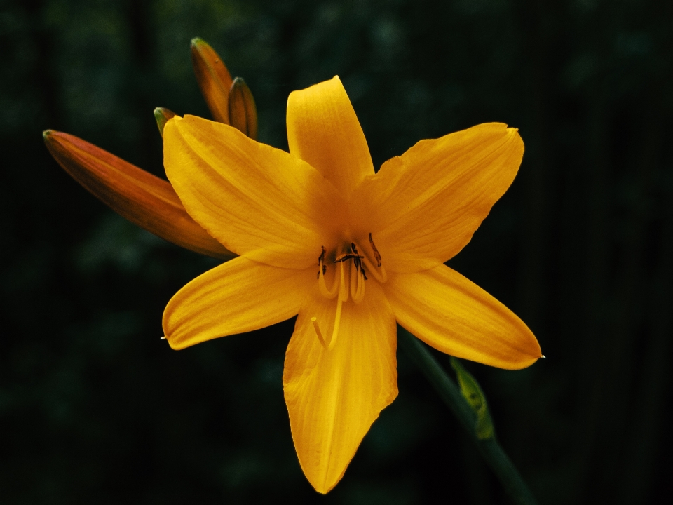 图片 花 植物 花瓣