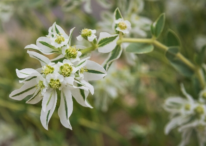 Flower plant petal herbaceous Photo