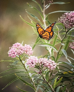 Flower plant pollinator insect Photo