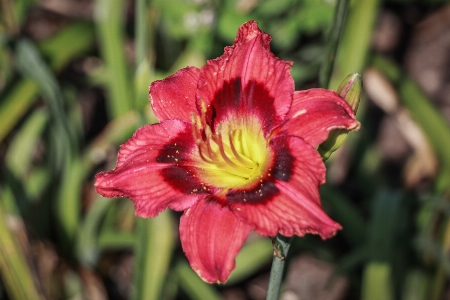 Flower houstontx outdoors garden Photo