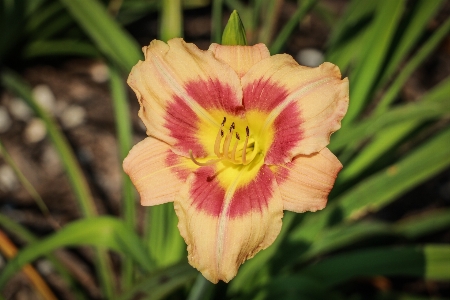 Foto Bunga kebun kuning merah jambu