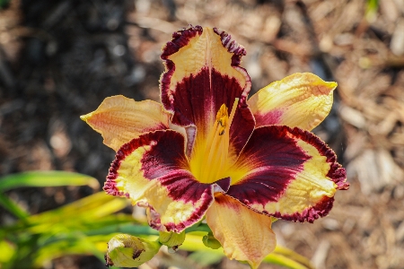 Foto Fiore pianta petalo natura