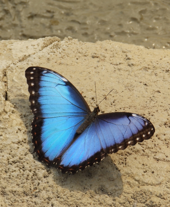 Borboleta azul monarca tropical