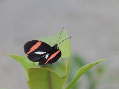 Butterfly black green orange Photo