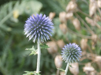 Foto Thistle globe kelenjar
 ungu bunga hijau