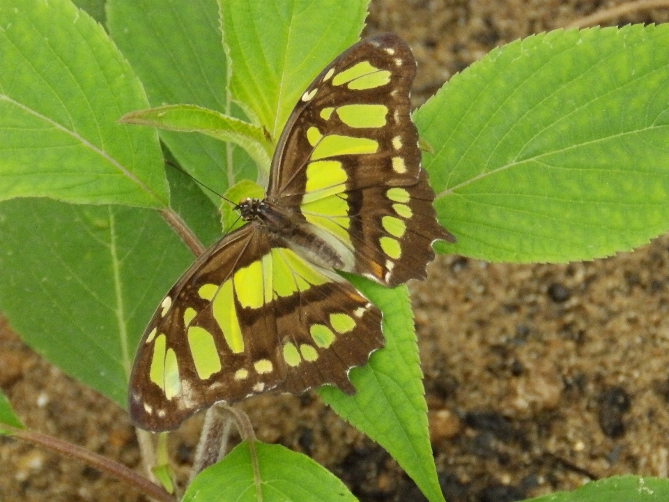 Nero verde farfalla impollinatore
