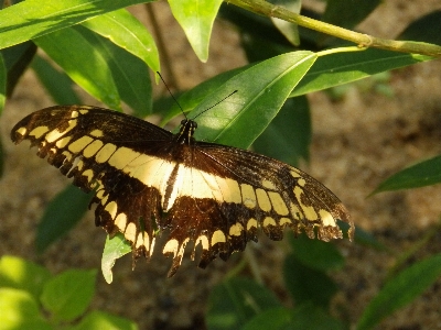 Butterfly green black yellow Photo