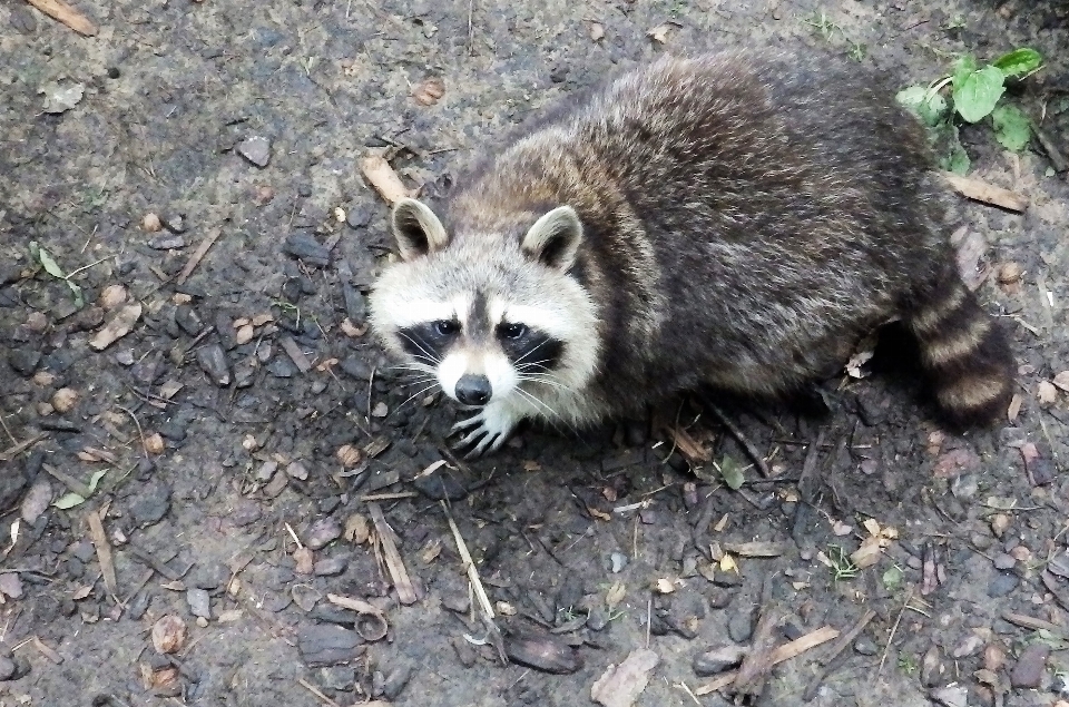 ラクーン 野生動物
 茶色 肉食動物