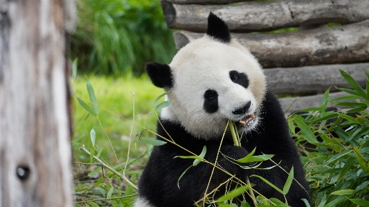 Foto Zoo di berlino
 berlino panda