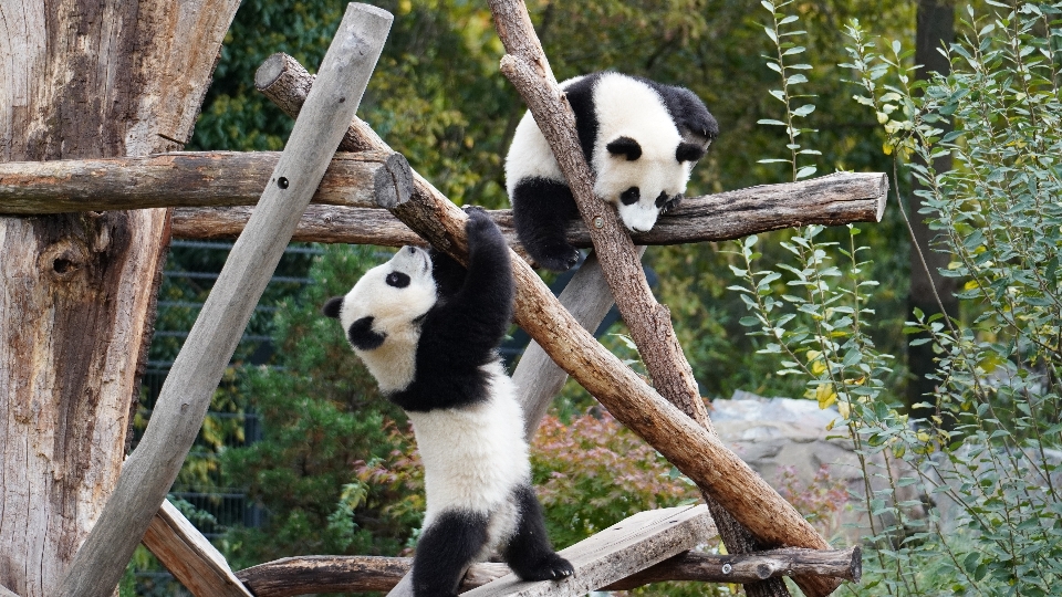 Zoo berlin
 berlin panda